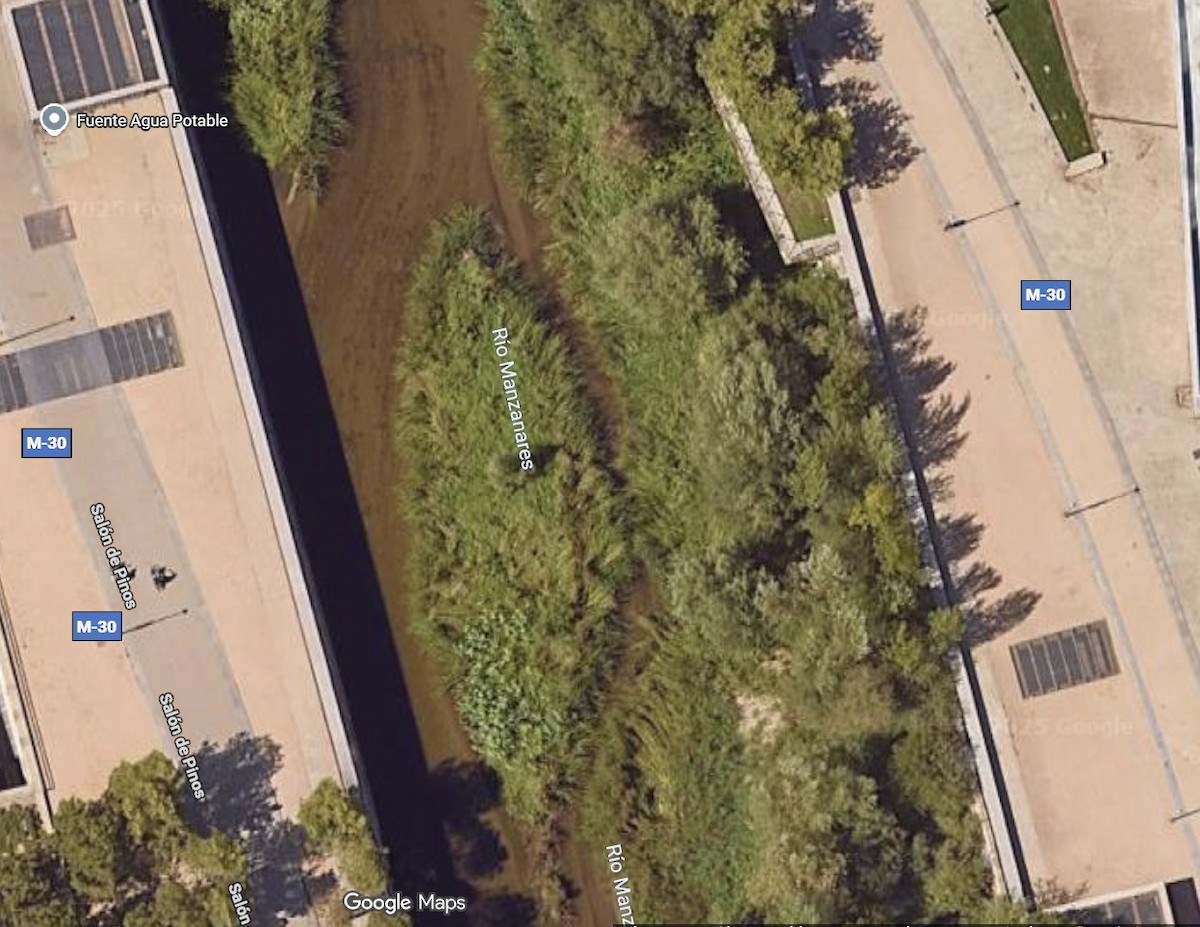 Jack Snipe - ML647283262