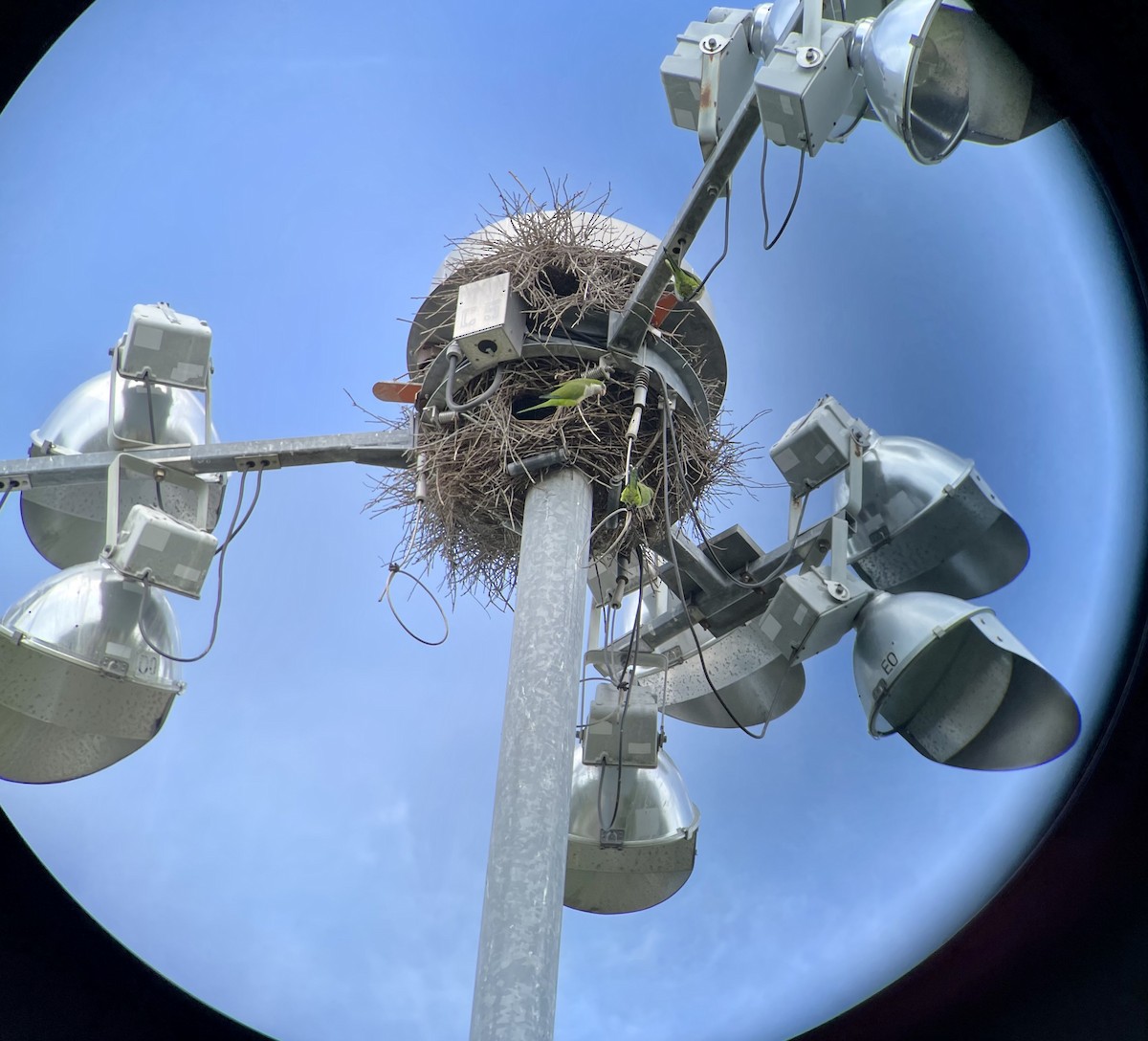 Monk Parakeet - ML647283263