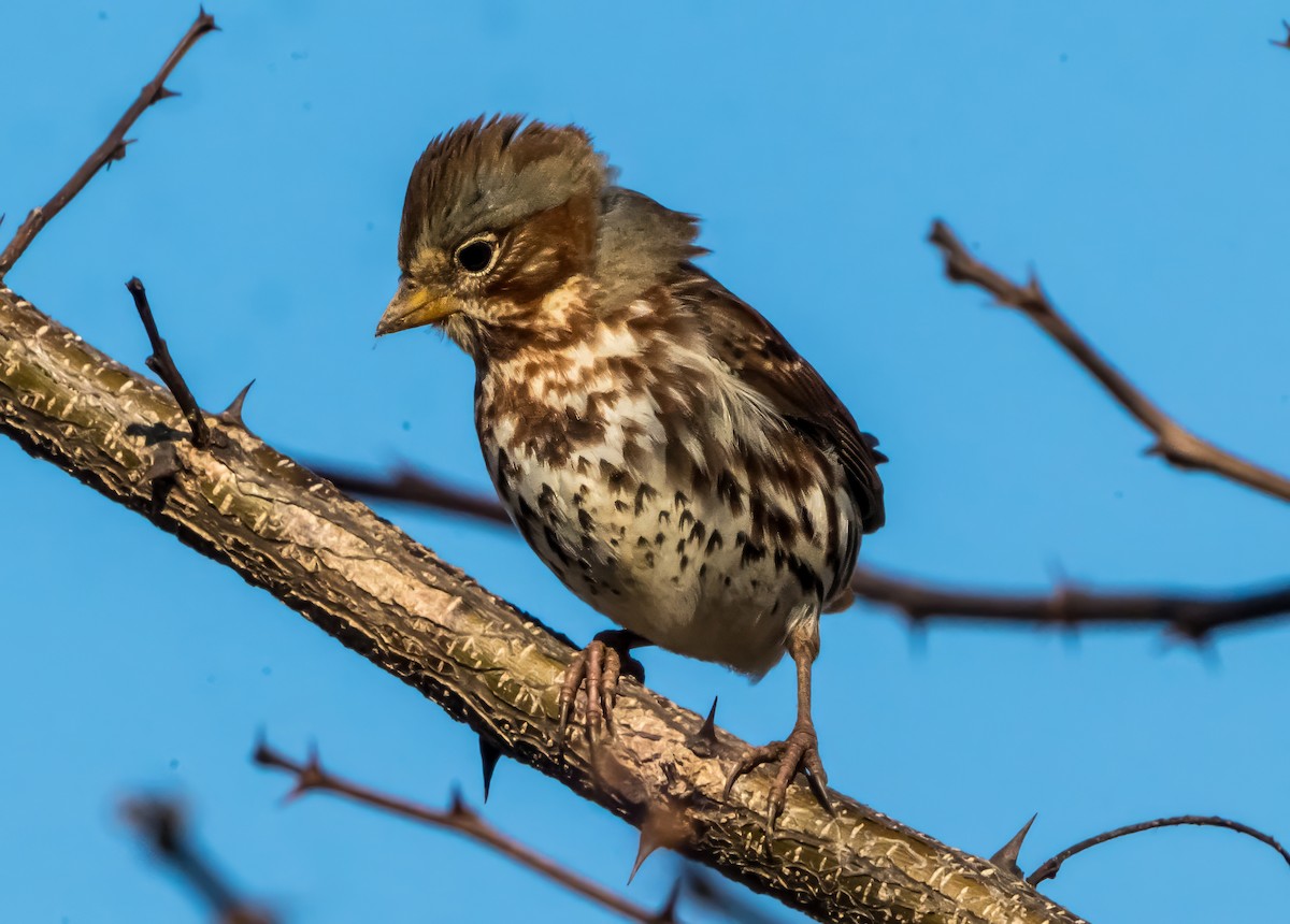 Fox Sparrow (Red) - ML647283266