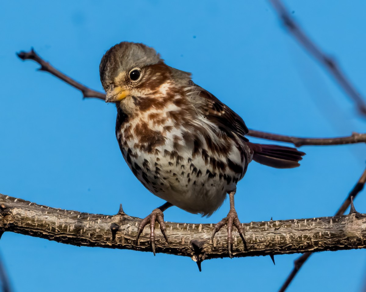 Fox Sparrow (Red) - ML647283267
