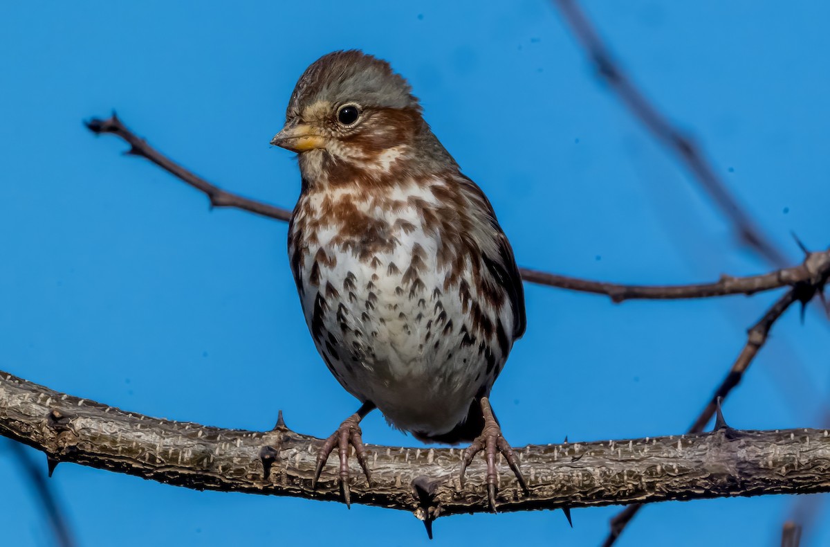 Fox Sparrow (Red) - ML647283268