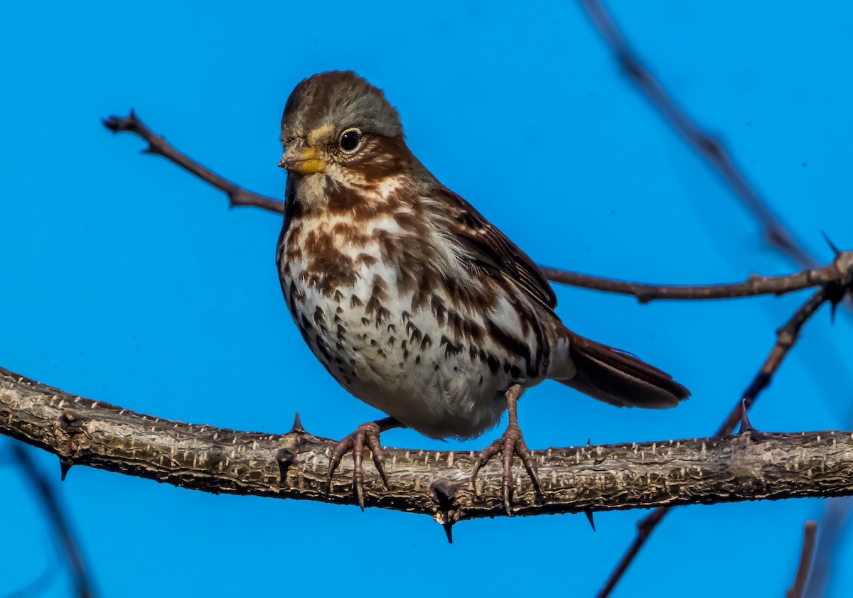 Fox Sparrow (Red) - ML647283269