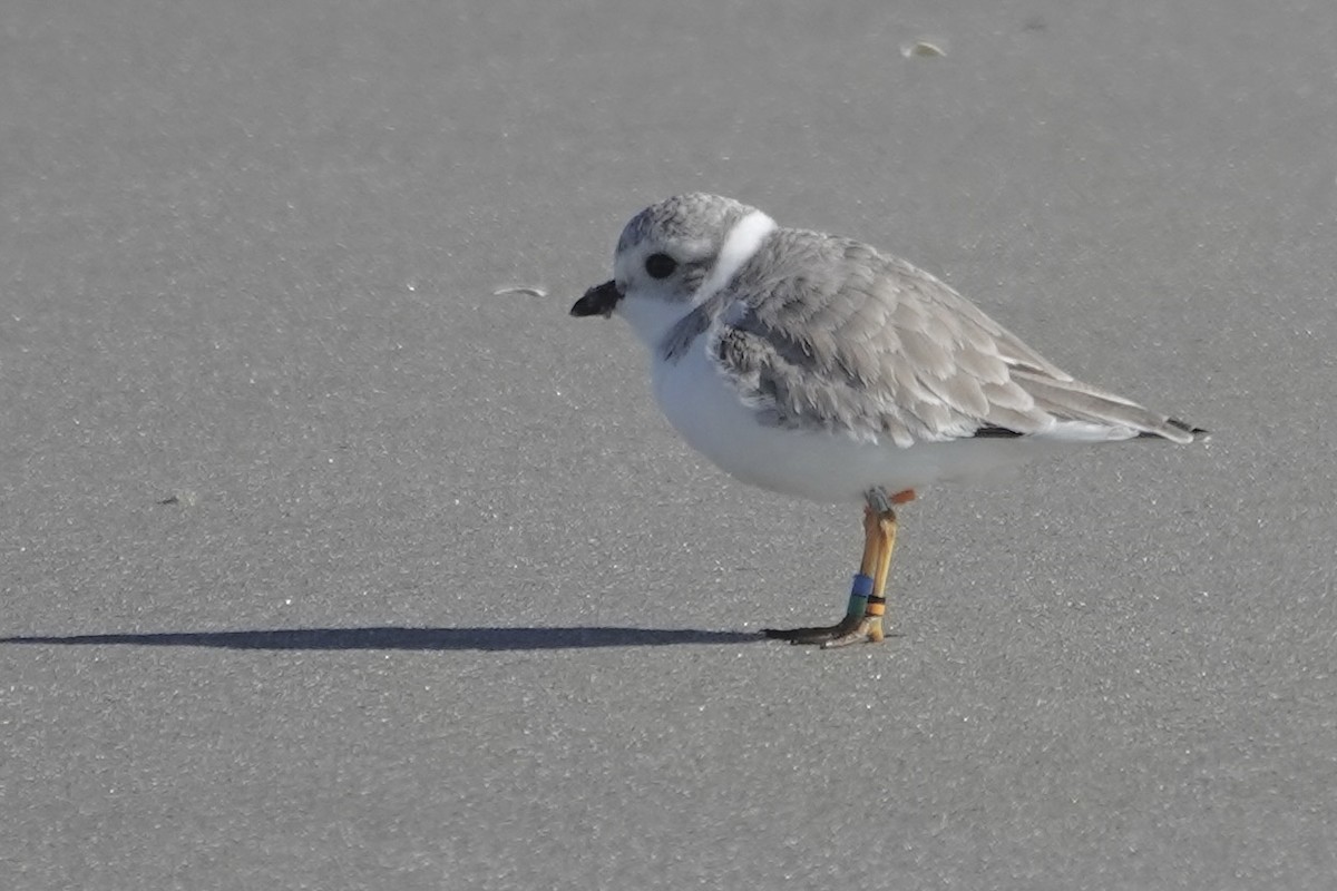 Flötenregenpfeifer - ML647283280