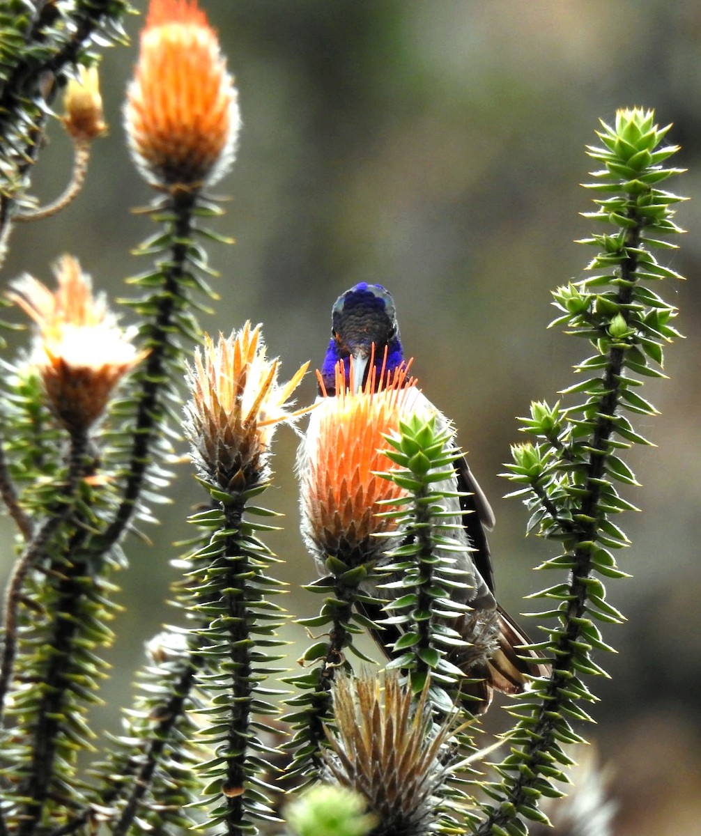 Ecuadorian Hillstar - ML647283292