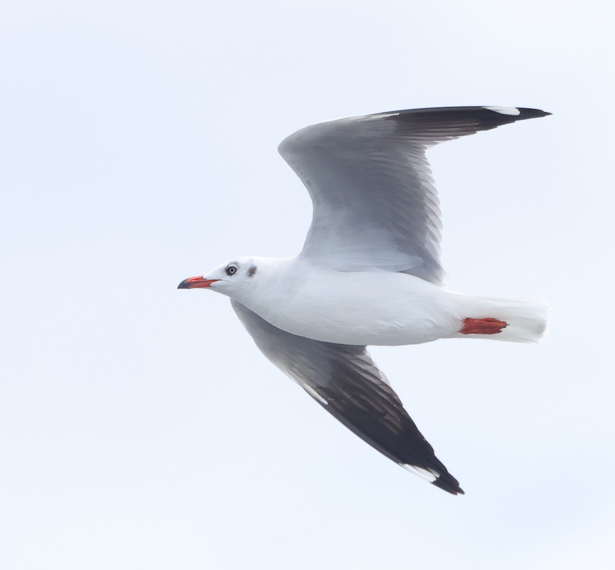 Буроголовая чайка - ML647283294