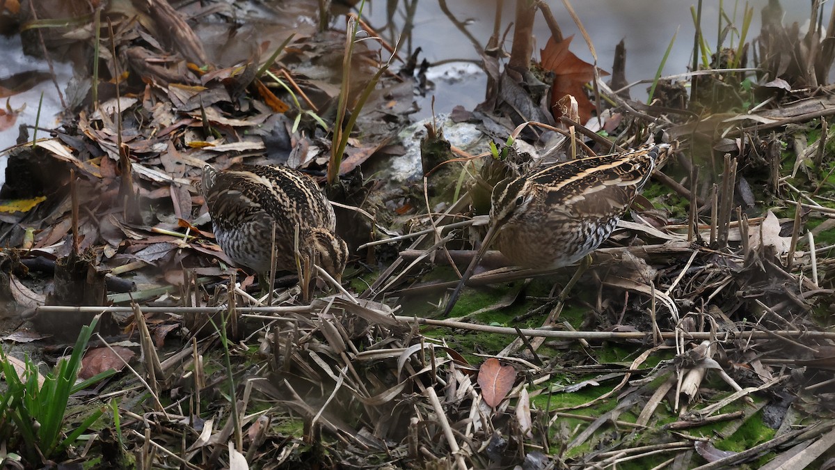 Common Snipe - ML647283305
