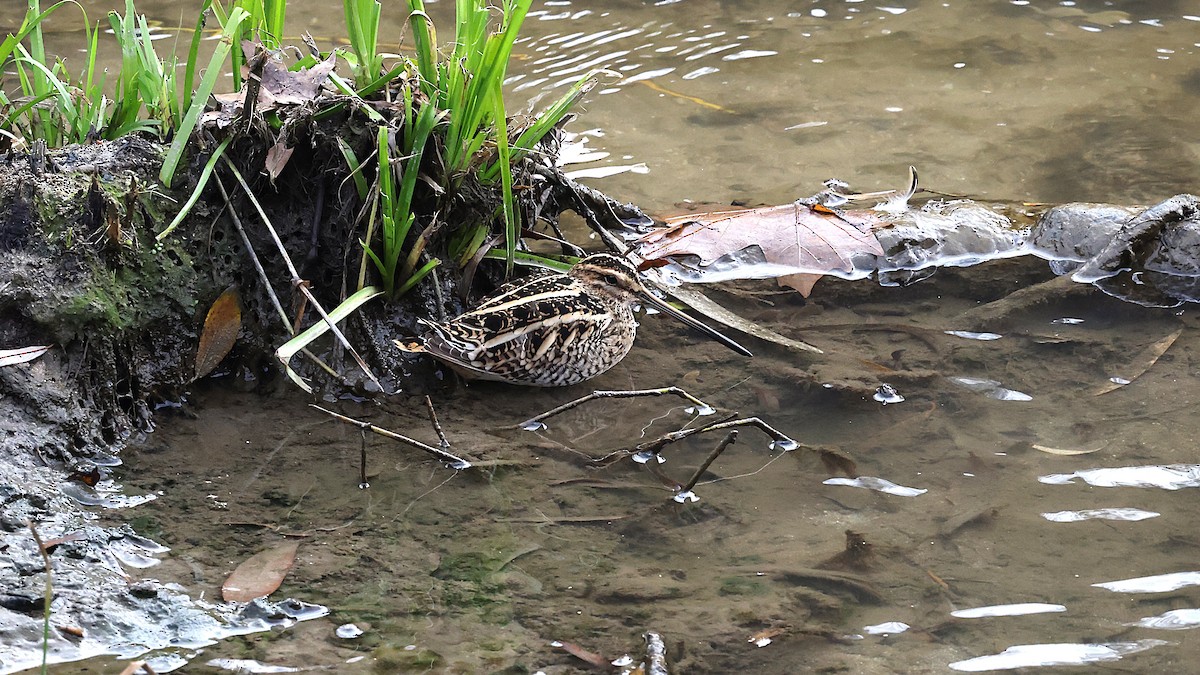 Common Snipe - ML647283306