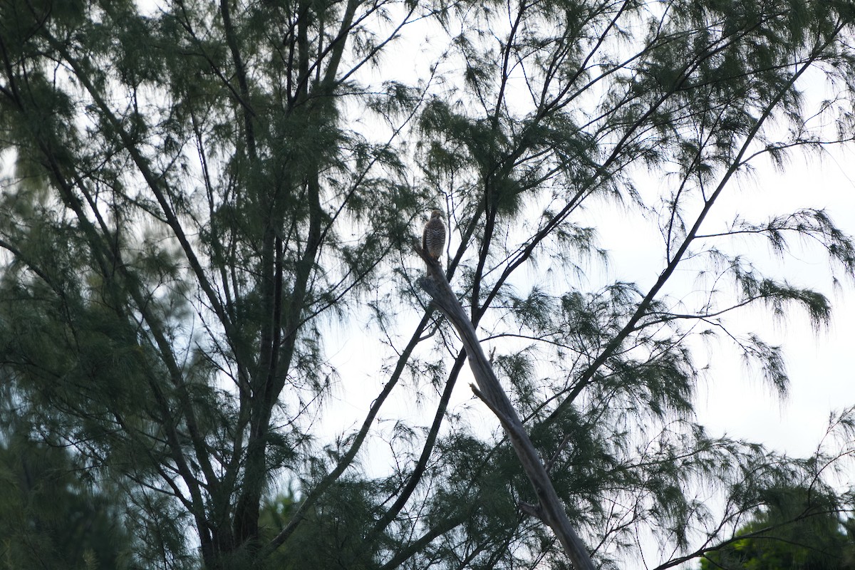 gråkinnvåk - ML647283326