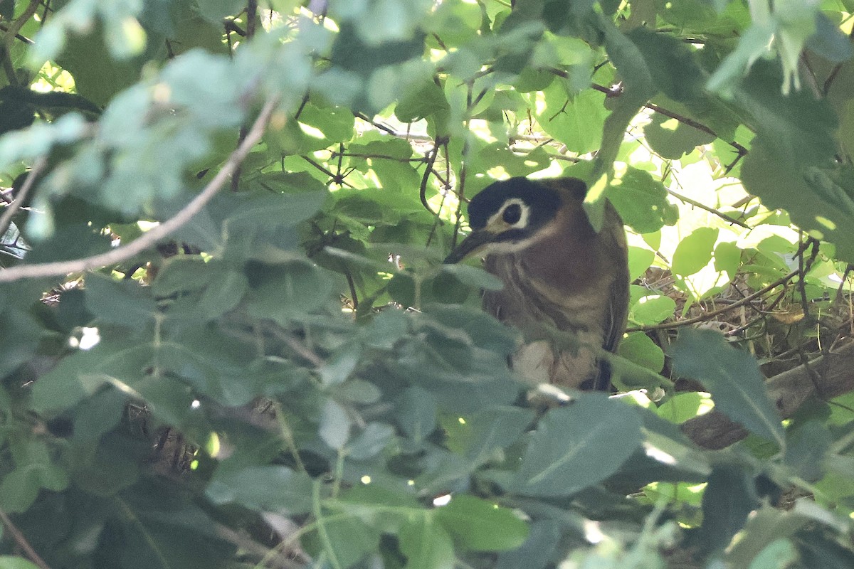 セジロミゾゴイ - ML647283343