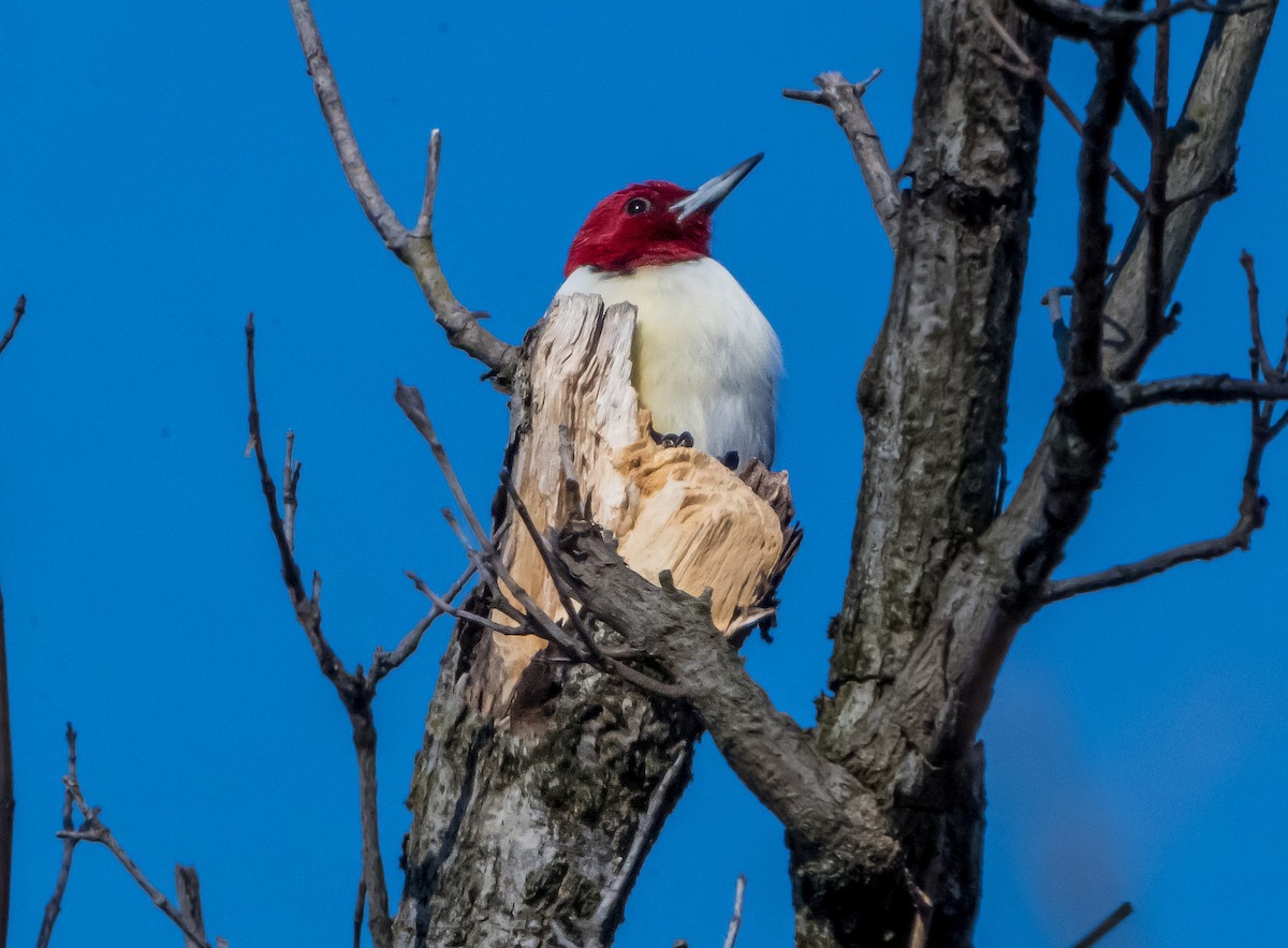 ズアカキツツキ - ML647283348