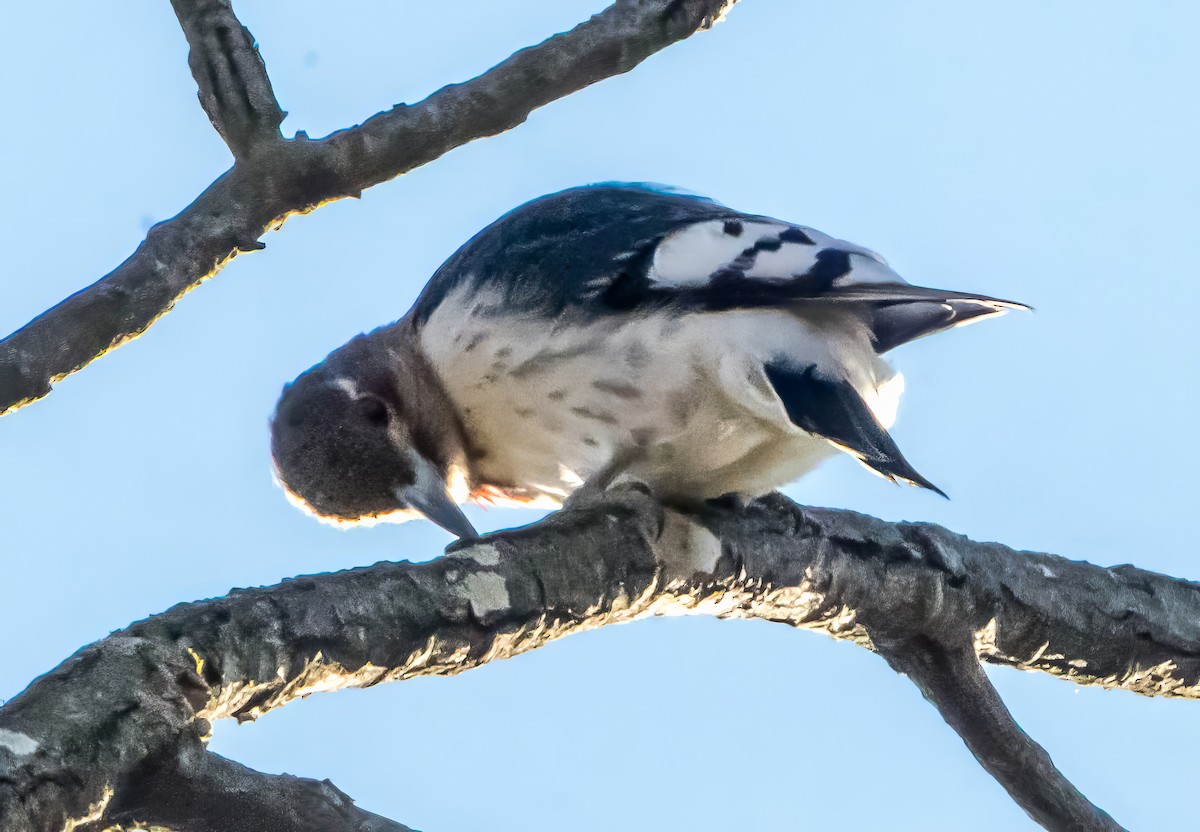 ズアカキツツキ - ML647283349