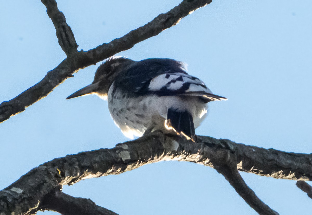 ズアカキツツキ - ML647283350