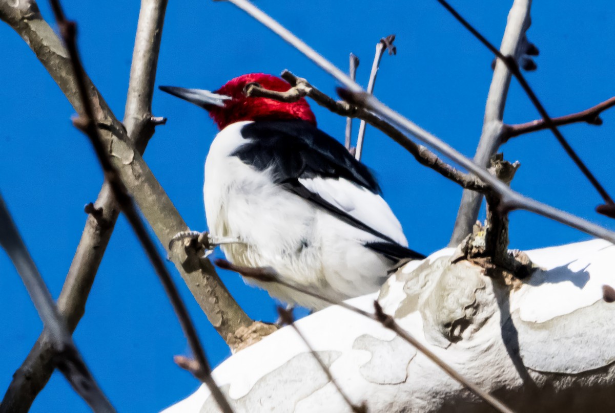 ズアカキツツキ - ML647283351