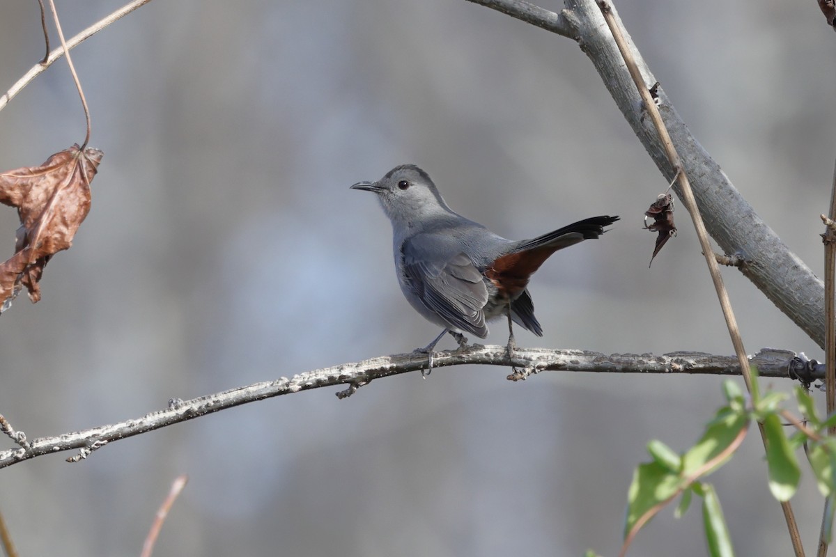 ネコマネドリ - ML647283354