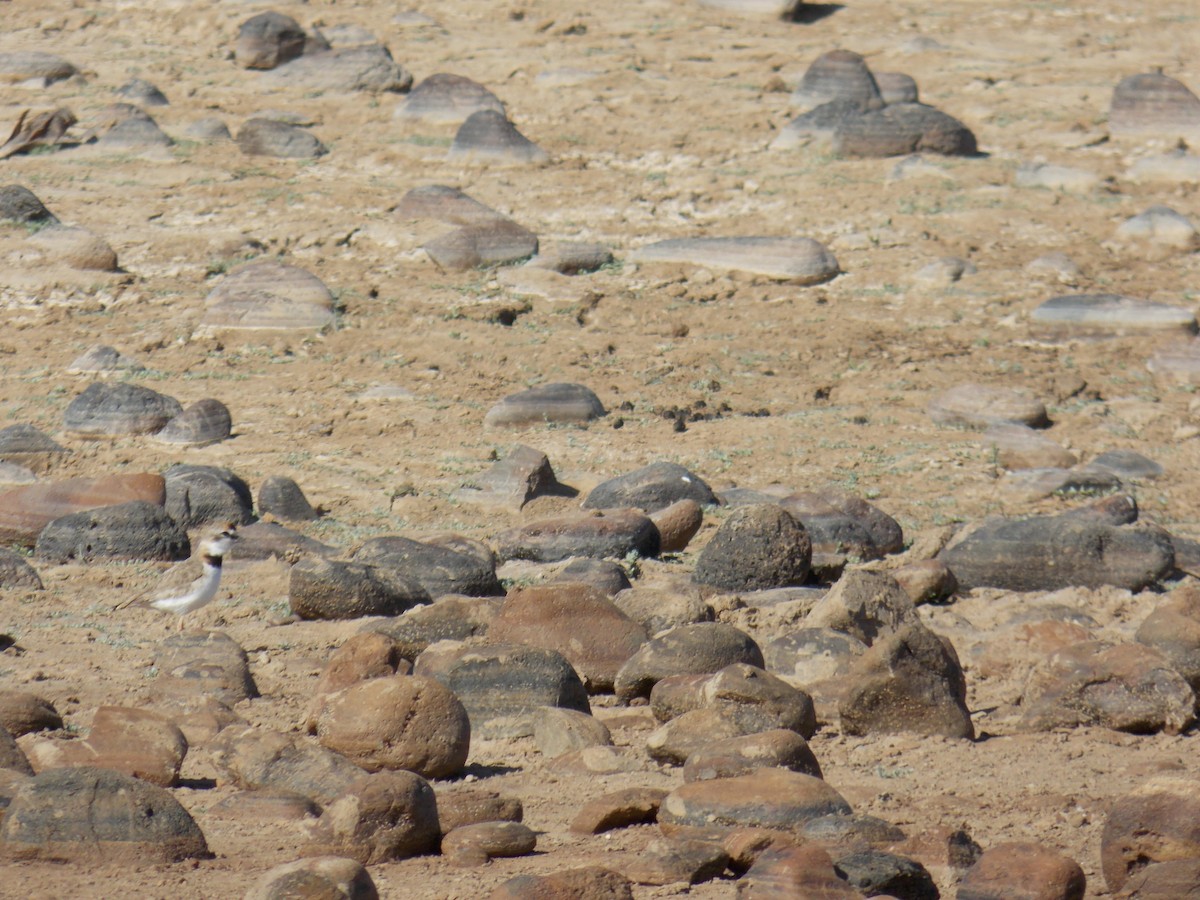 クロオビチドリ - ML647283355