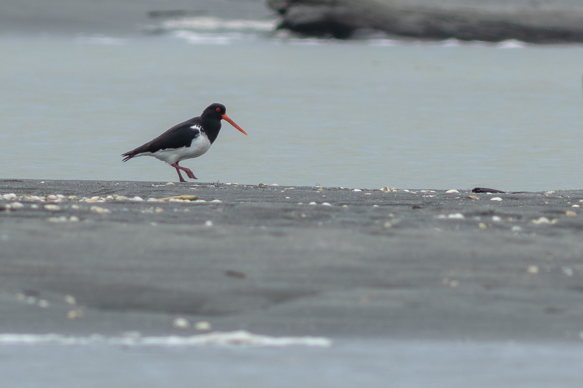 ミナミミヤコドリ - ML647283356