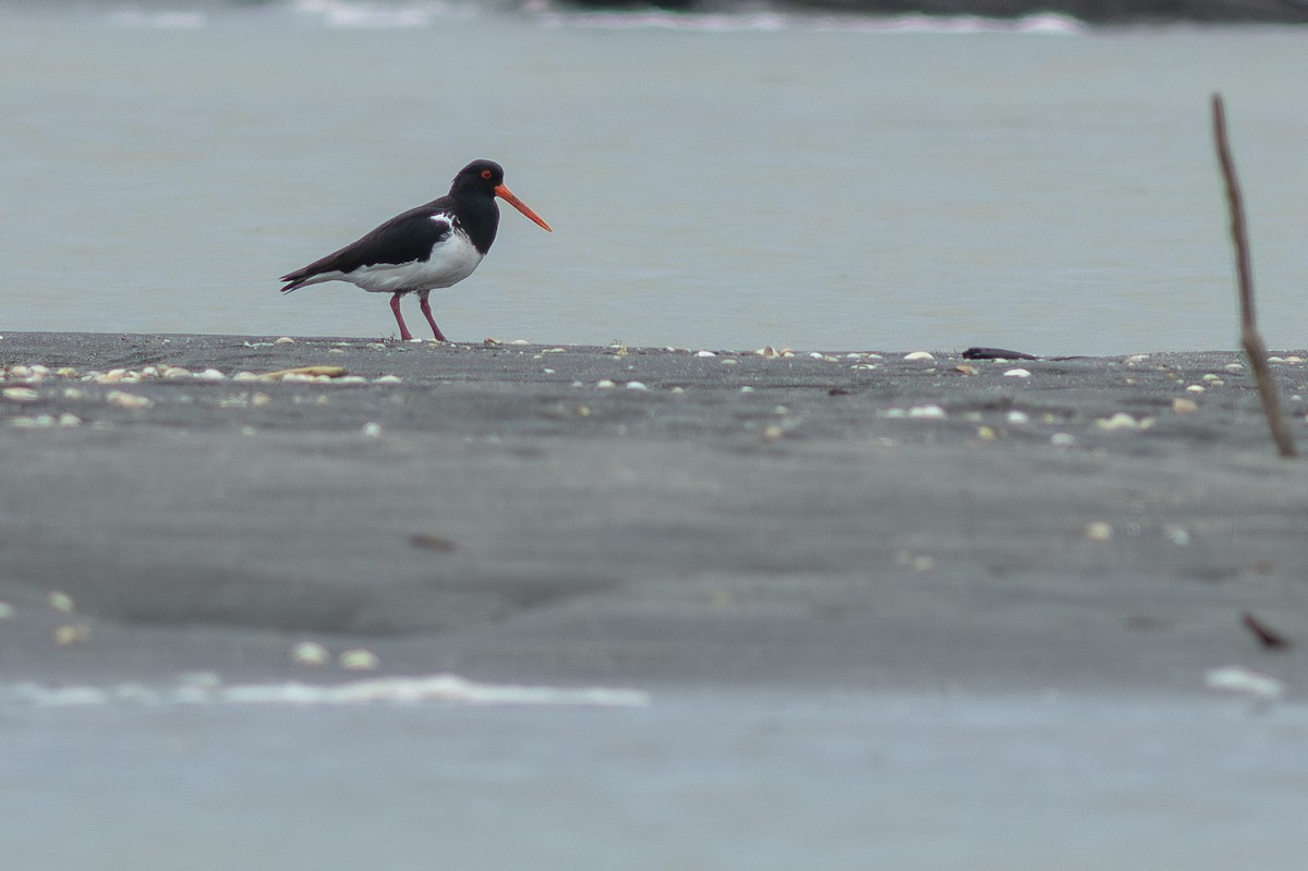 ミナミミヤコドリ - ML647283357