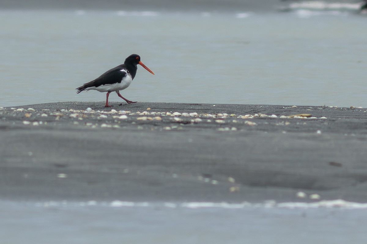 ミナミミヤコドリ - ML647283358