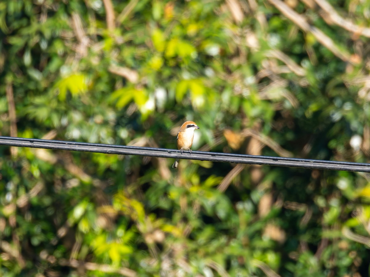 モズ - ML647283359