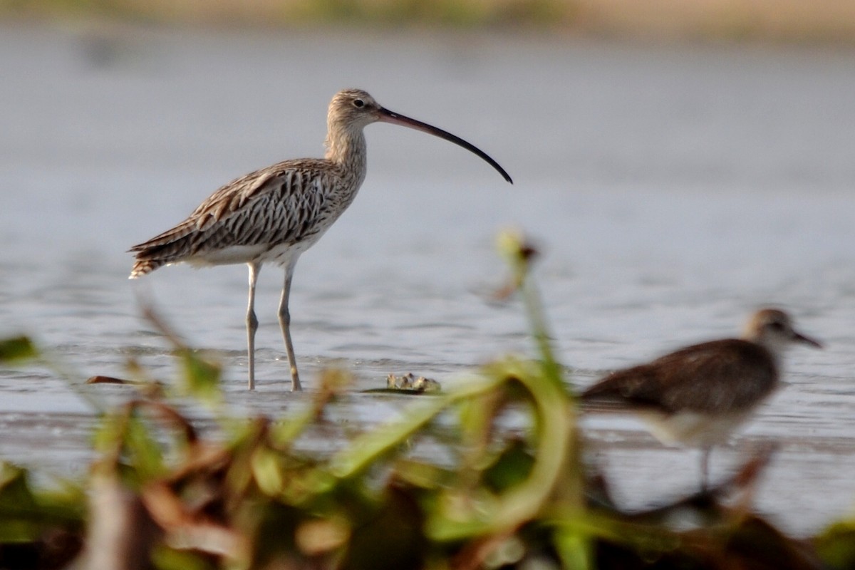 ダイシャクシギ - ML647283364