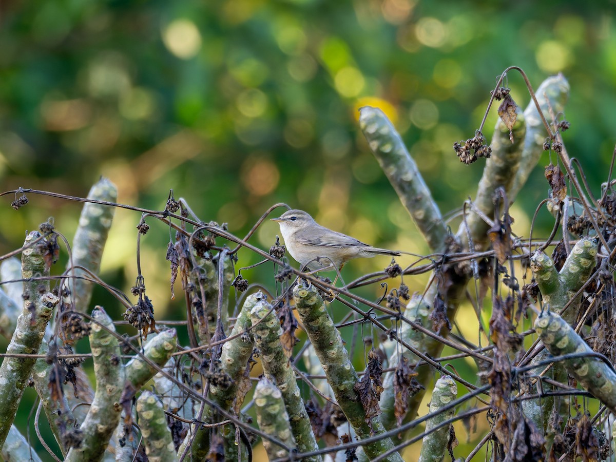 ムジセッカ - ML647283365