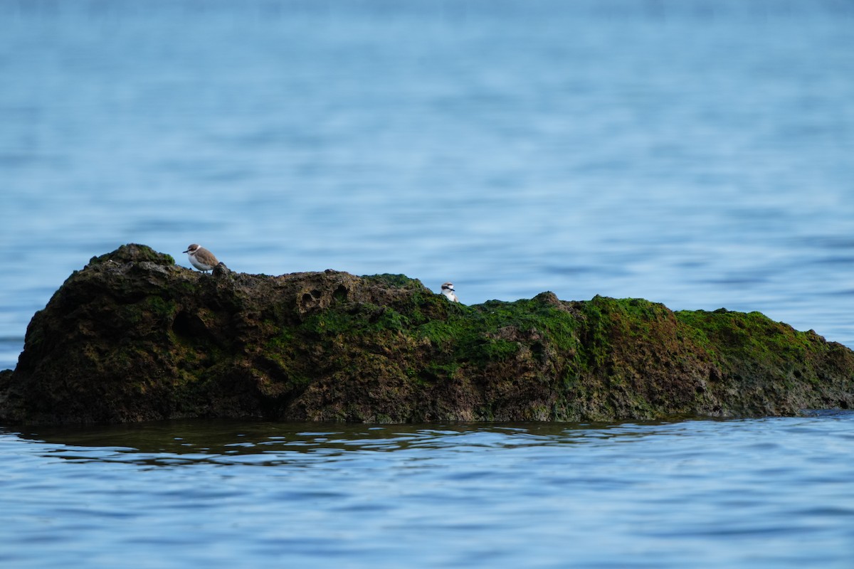 hvitbrystlo (alexandrinus/nihonensis) - ML647283366