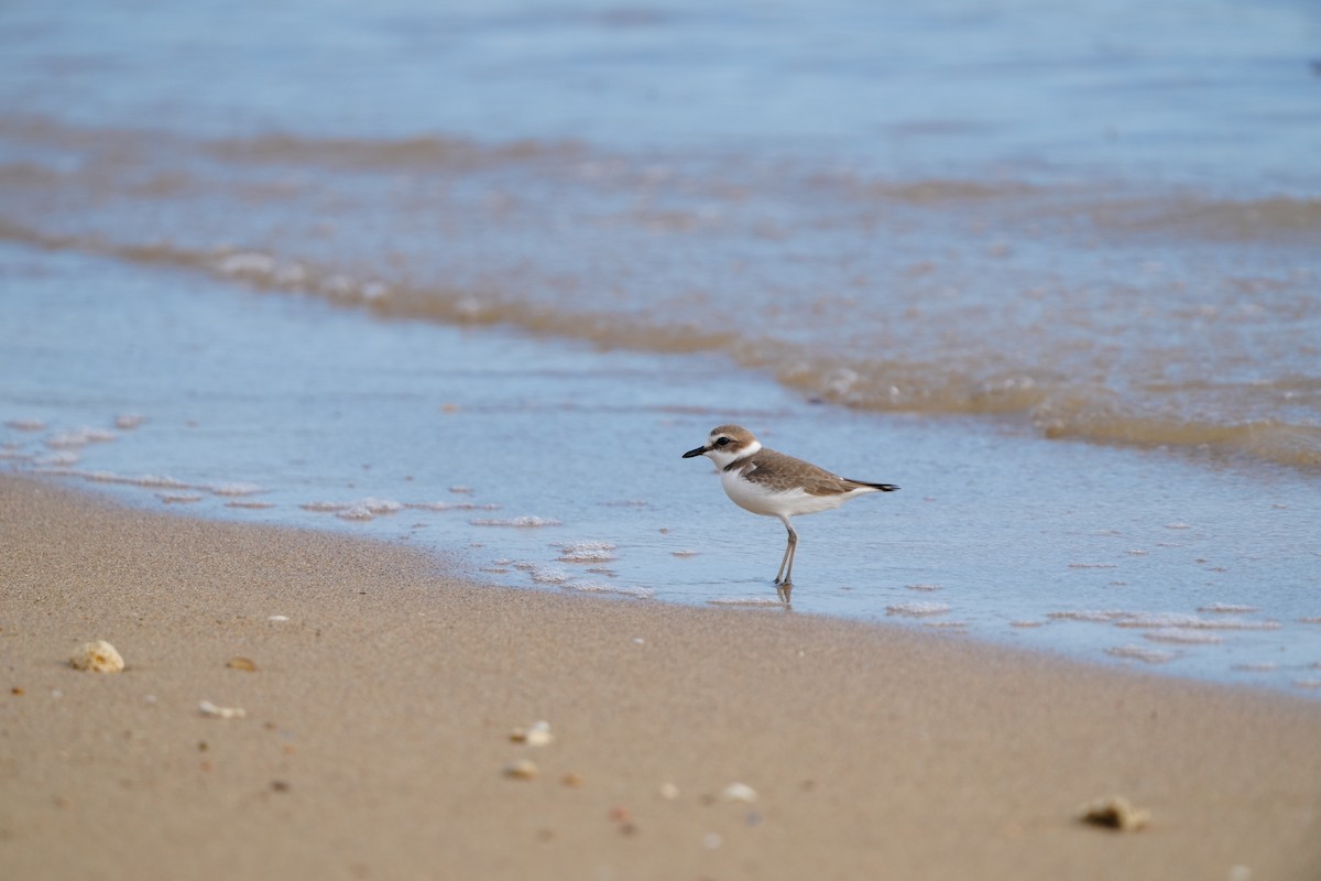 hvitbrystlo (alexandrinus/nihonensis) - ML647283368