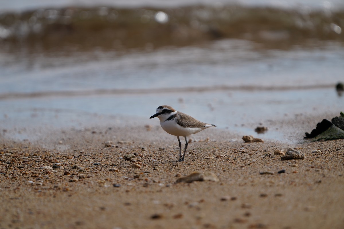 hvitbrystlo (alexandrinus/nihonensis) - ML647283369