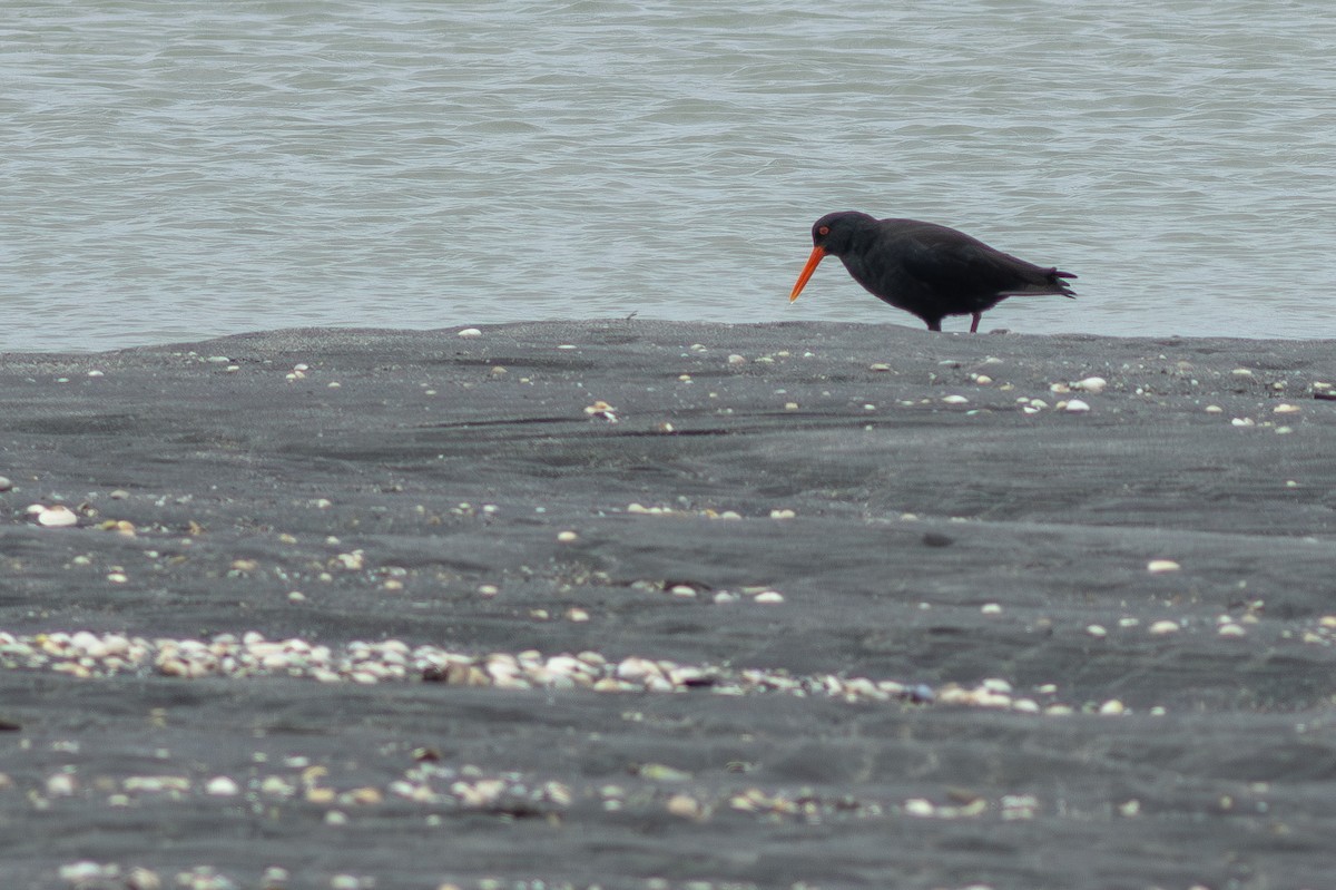 ニュージーランドミヤコドリ - ML647283371