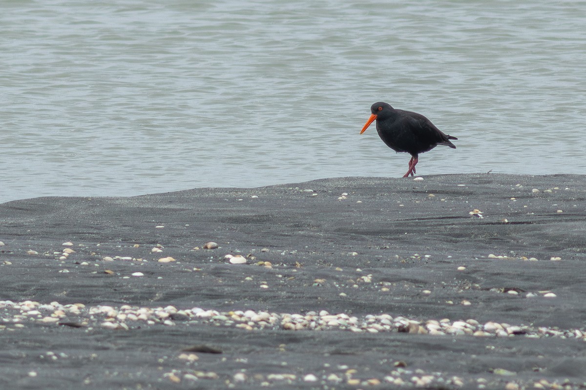 ニュージーランドミヤコドリ - ML647283372