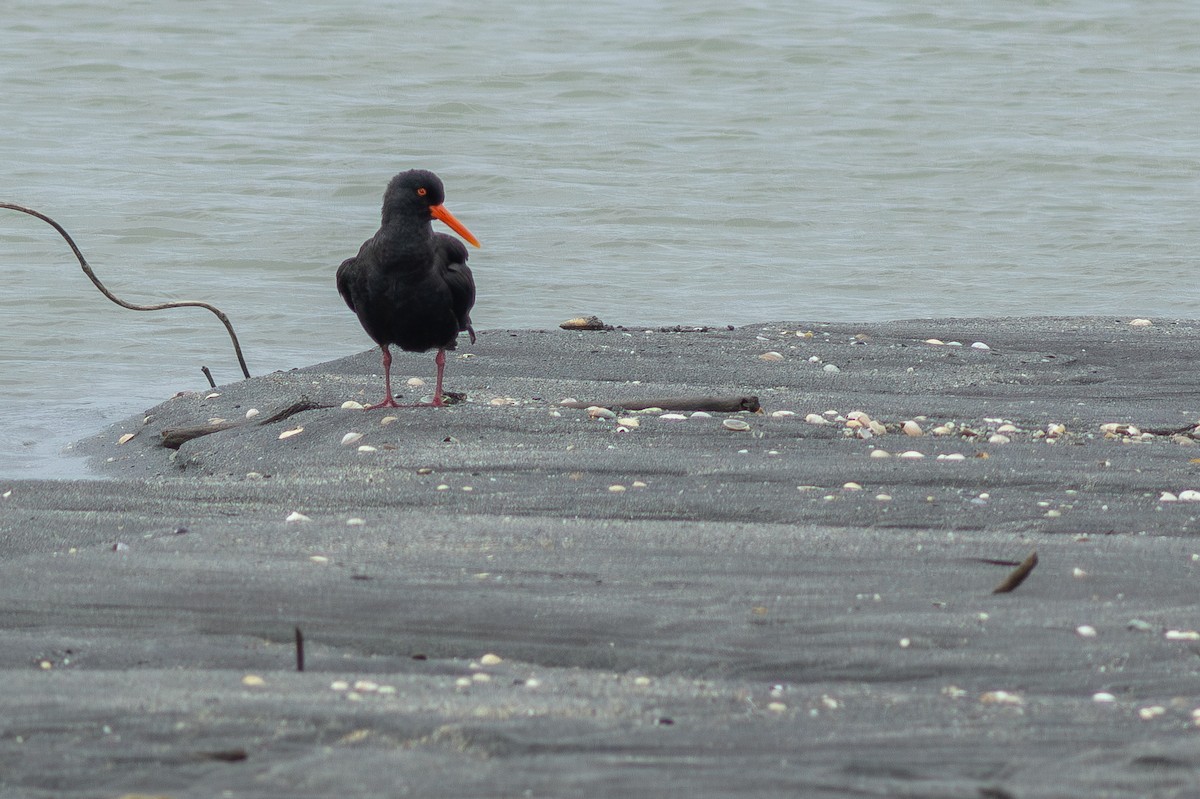 ニュージーランドミヤコドリ - ML647283373