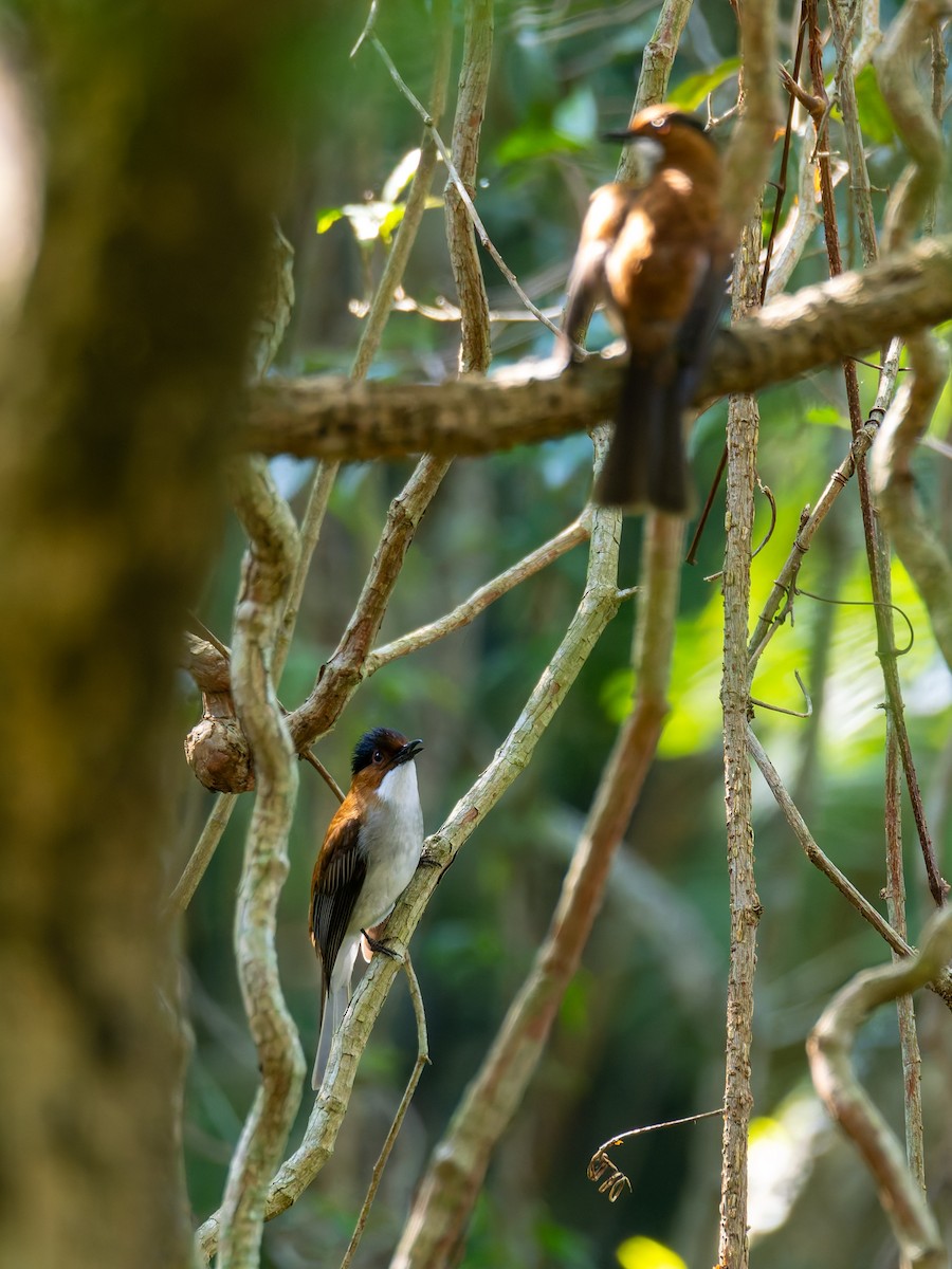 クリイロヒヨドリ - ML647283383