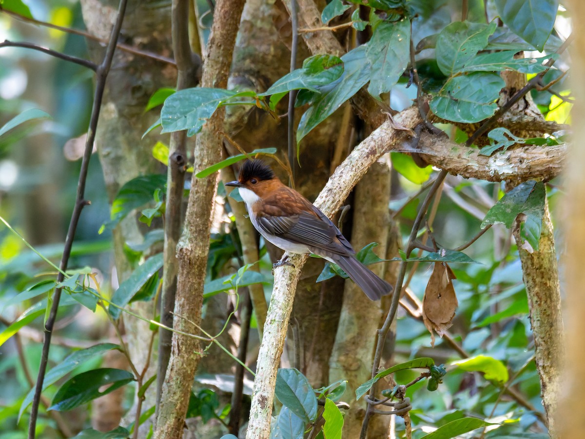 クリイロヒヨドリ - ML647283384