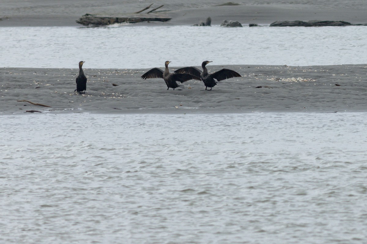 カワウ - ML647283385