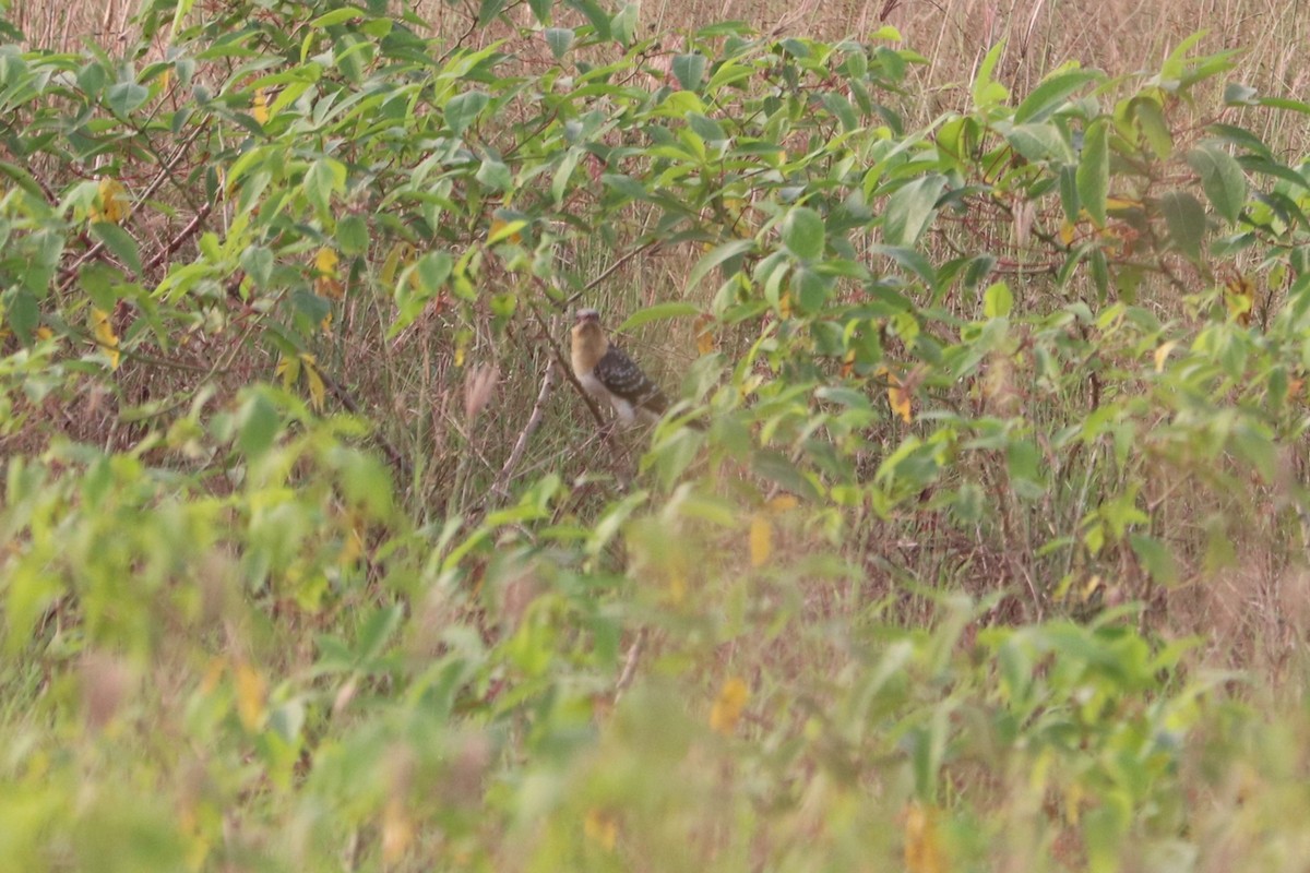 マダラカンムリカッコウ - ML647283387