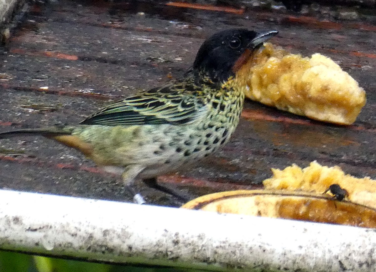 ノドアカフウキンチョウ - ML647283392