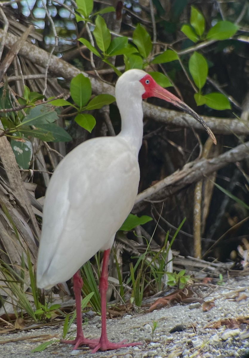 シロトキ - ML647283393