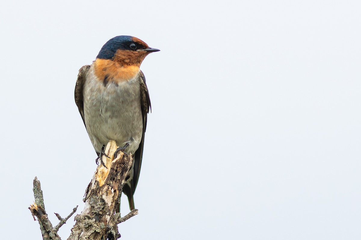 オーストラリアツバメ - ML647283394