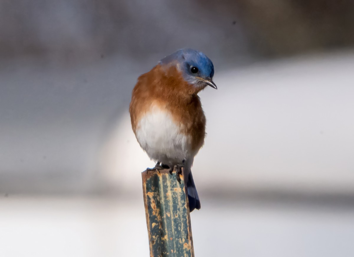 ルリツグミ（sialis／bermudensis） - ML647283399