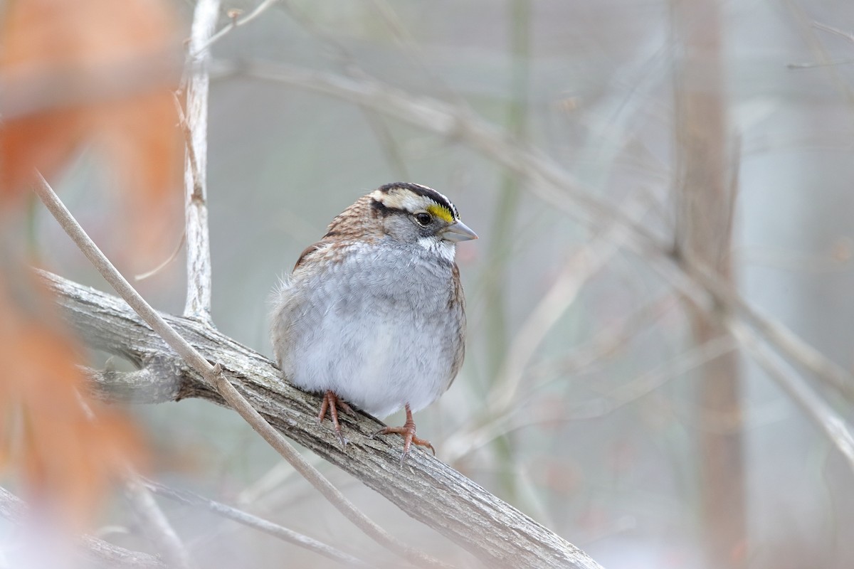 ノドジロシトド - ML647283401