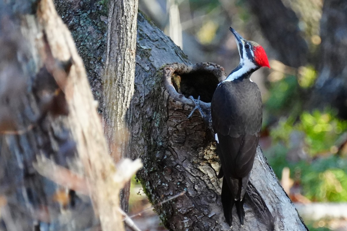 エボシクマゲラ - ML647283410