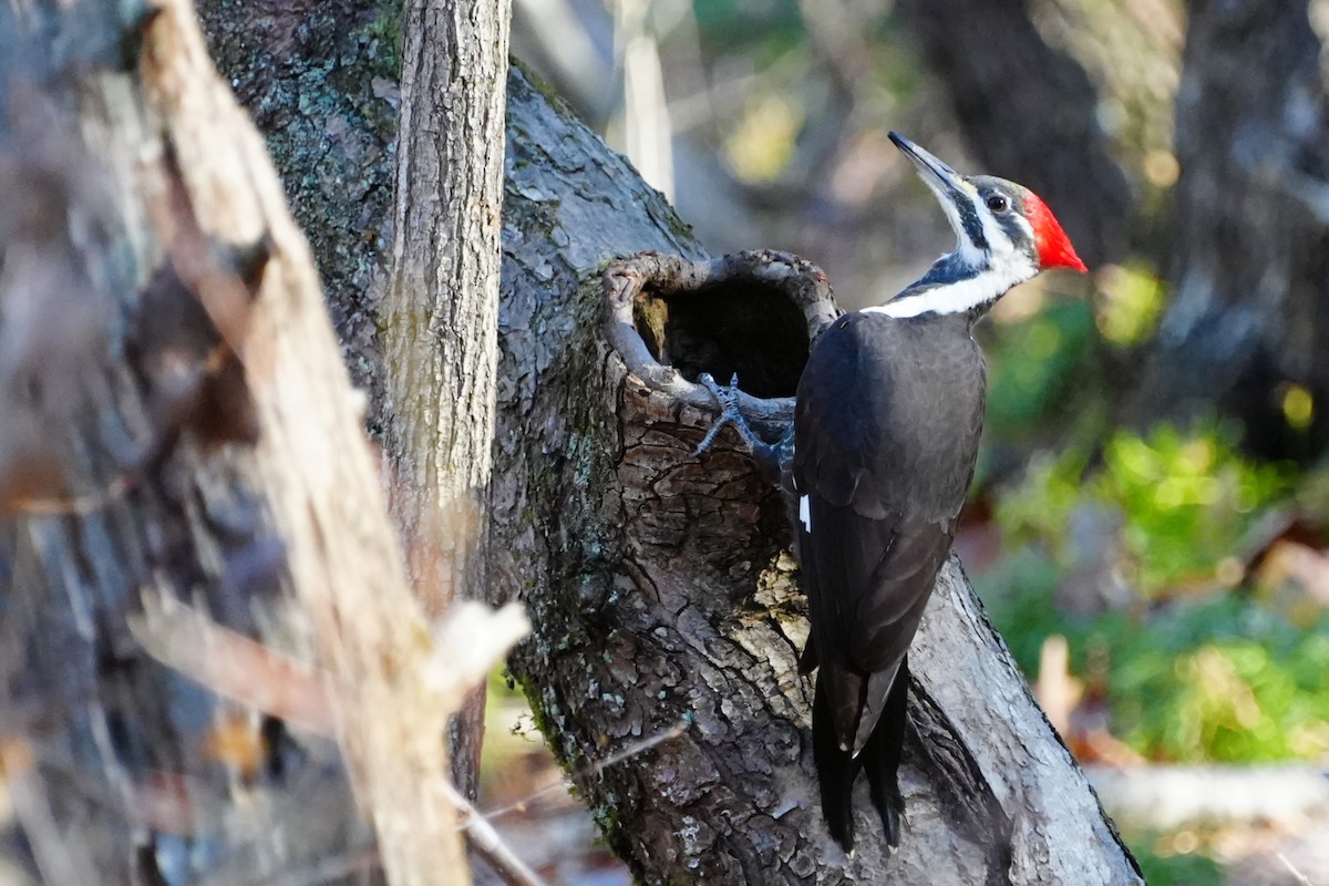 エボシクマゲラ - ML647283411