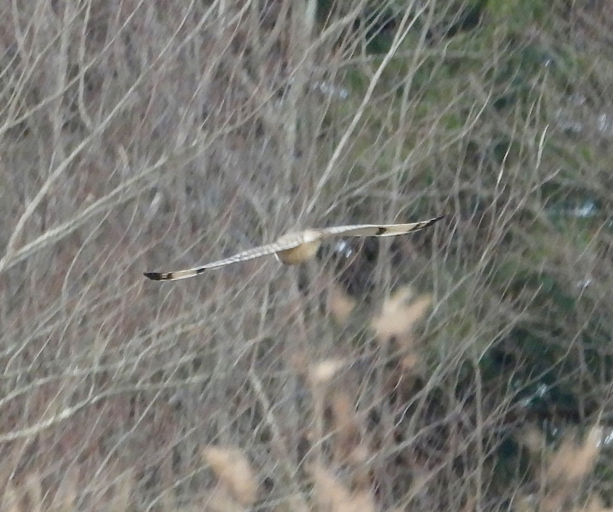 Short-eared Owl - ML647283425