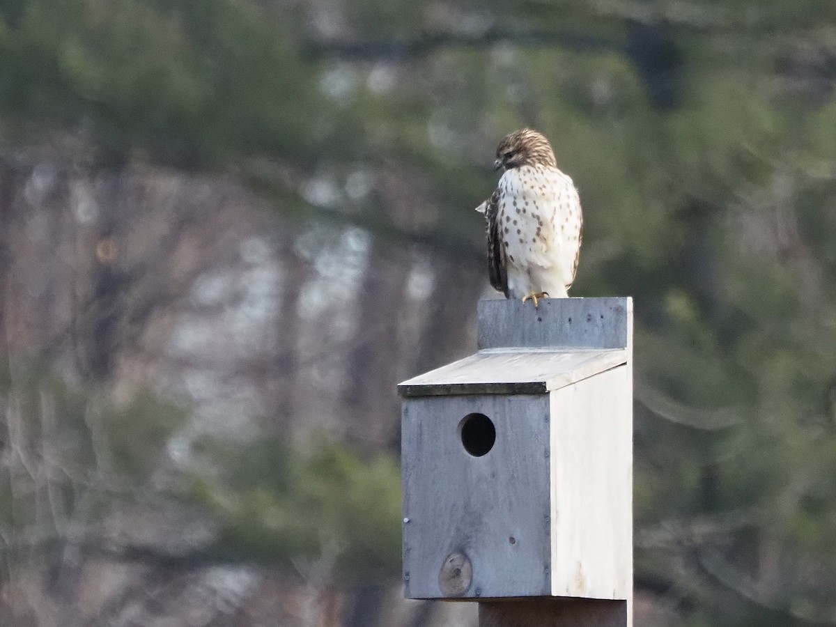Red-shouldered Hawk - ML647283430