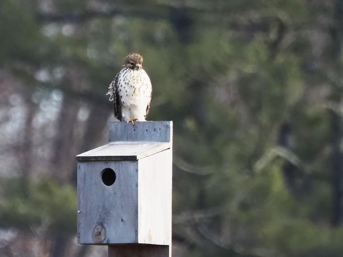Red-shouldered Hawk - ML647283431