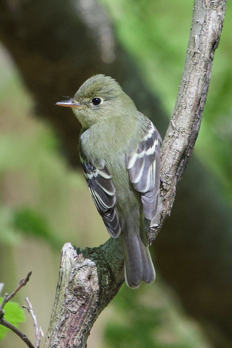 Yellow-bellied Flycatcher - ML647283432