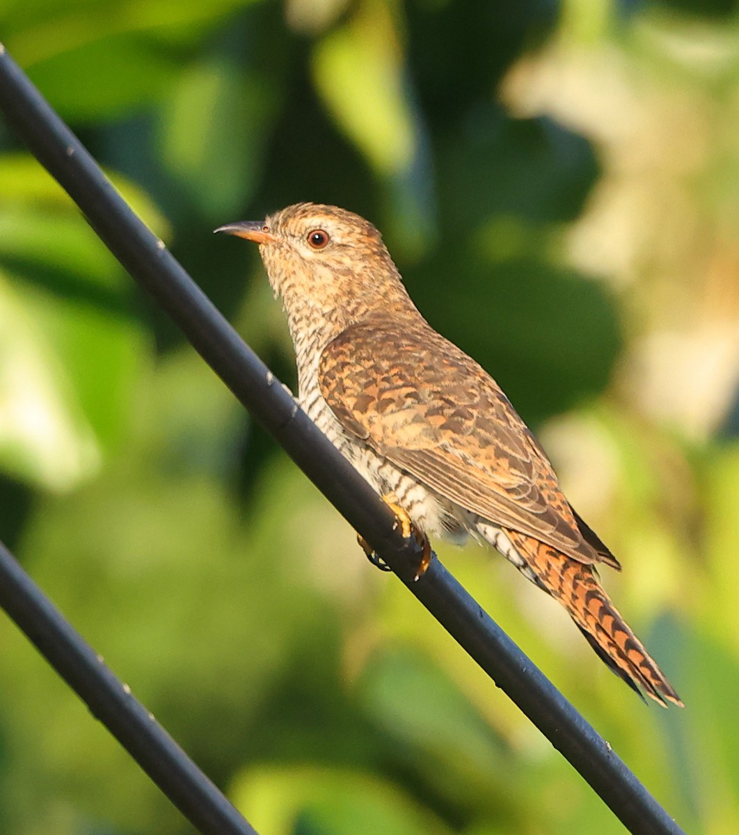 Plaintive Cuckoo - ML647283437