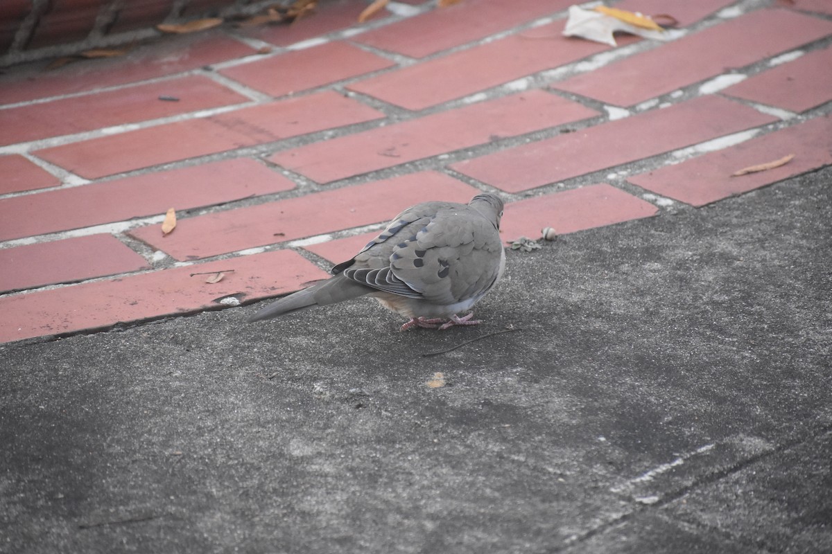 Carolinataube - ML647283459