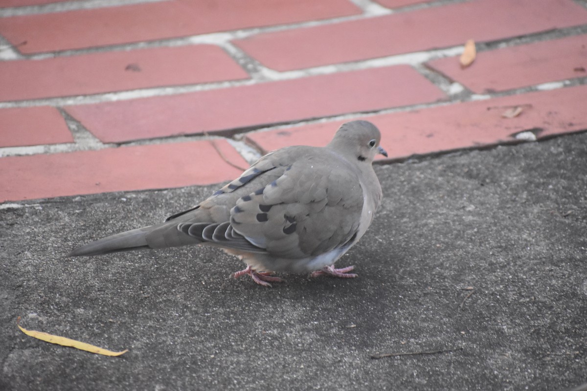 Carolinataube - ML647283460