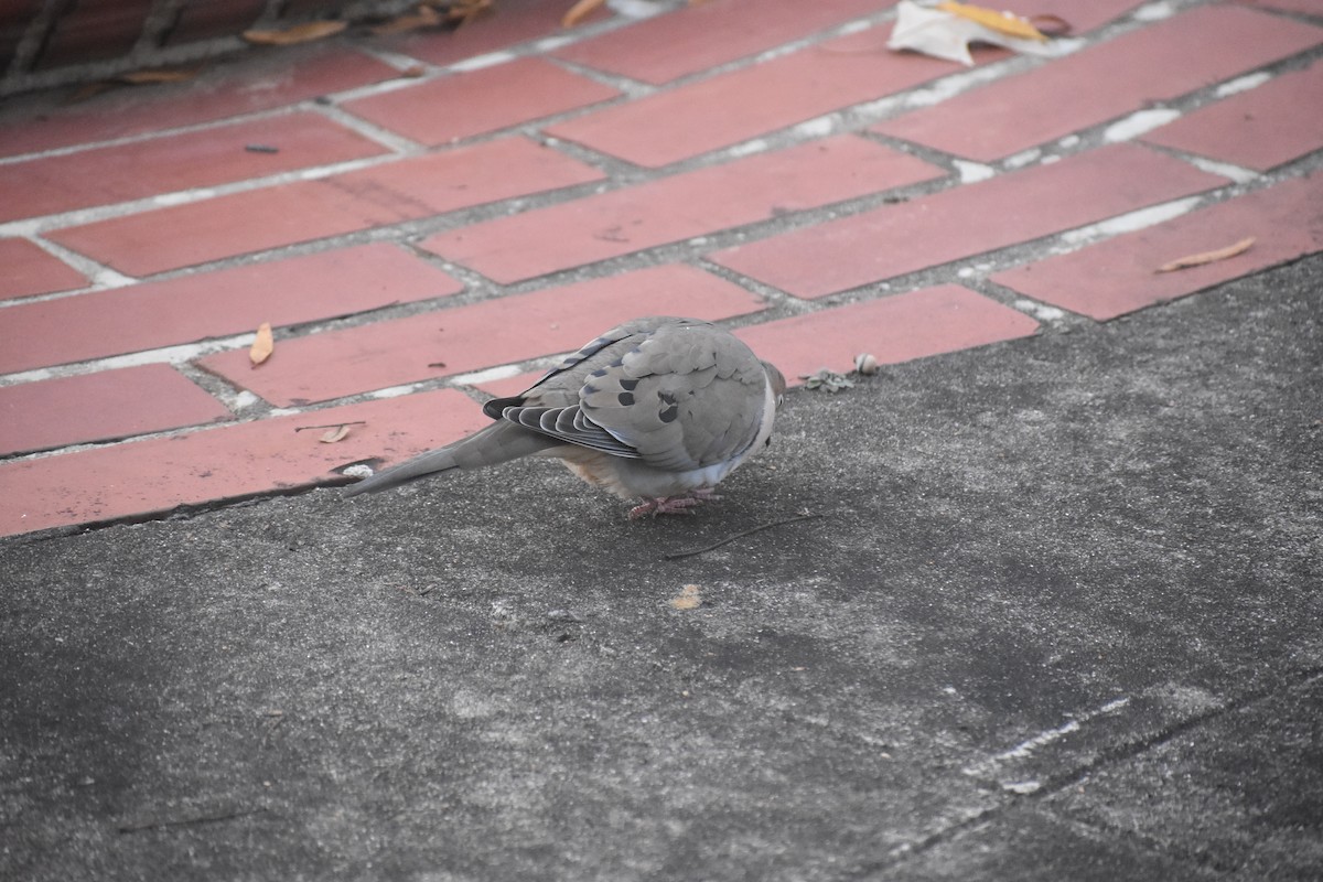 Carolinataube - ML647283461